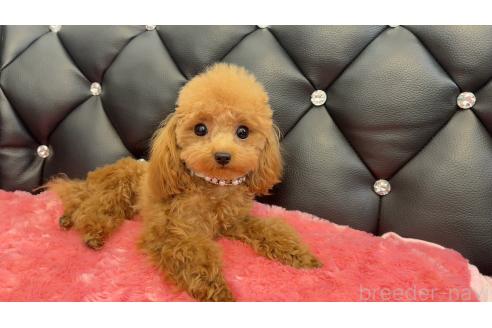 販売中の岐阜県のティーカッププードル-389304の8枚目
